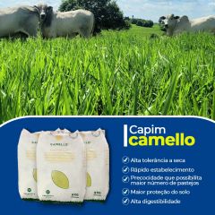 Camello