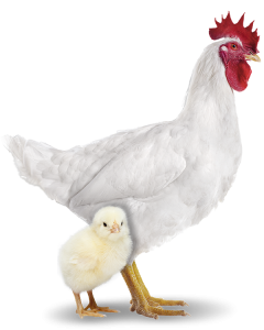 Pinto de 01 dia - Frango de Corte Cobb