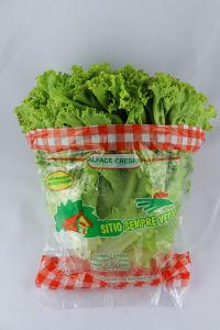 Sempre Verde Alface Crespa 