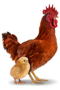 Pinto de 01 dia - Pesadão Vermelho