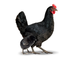 Pintainha de 01 dia - Postura Negra - Bovans Black