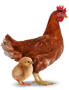 Pintainha de 01 dia -  Postura Vermelha - Novogen Brown