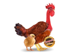 Pinto de 01 dia - Pescoço Pelado