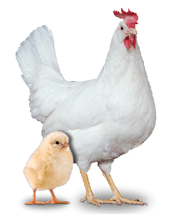 Pintainha de 01 dia - Postura Creme - NovogenTinted