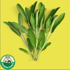 Sempre Verde Sálvia