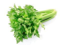 Sempre Verde Salsão 