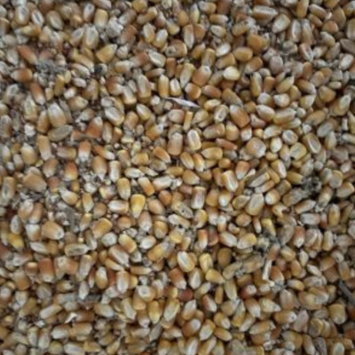 CM RAÇÕES Milho Em Grão