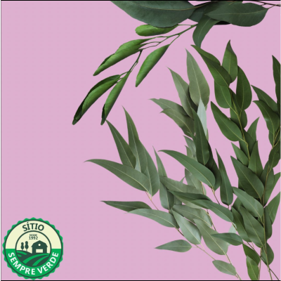 Sempre Verde Eucalipto