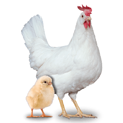 Pintainha de 01 dia - Postura Creme - NovogenTinted