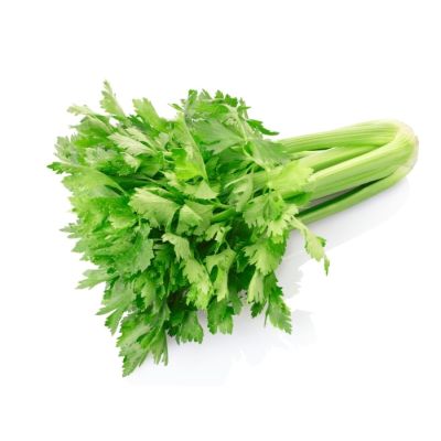 Sempre Verde Salsão 